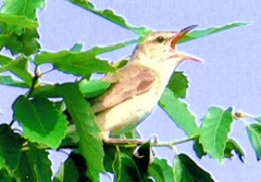 木の枝の先にとまっているオリーブ色の鳥で、大声で鳴くオオヨシキリの写真