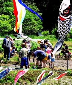 鯉のぼりが舞う中、開催された「親子田植え体験会」の写真