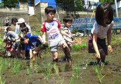 泥まみれになった子どもたちが田植えをしている写真