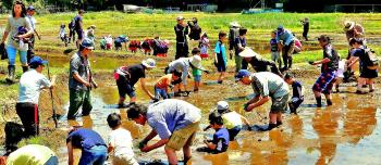 列をなし泥んこになりながら、田植えを行っている参加者の写真