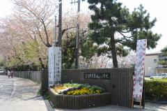 学校沿いの道に沿って咲いている桜の花の写真