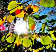赤や黄色に色づき始めた葉と太陽の光がさしている様子の写真
