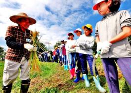 刈り取った稲を束ねる方法をレクチャーしているNORA会員の方と、その様子を見ている子供たちの写真