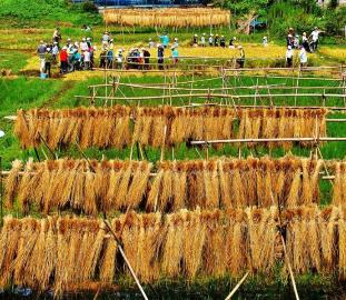 手前の竹に沢山の稲束が吊り下がっており、後方で作業を行っている人々の様子を写した写真