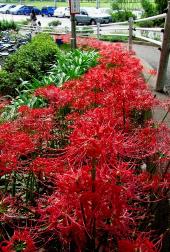 道路沿いに咲く真っ赤な彼岸花を写した写真