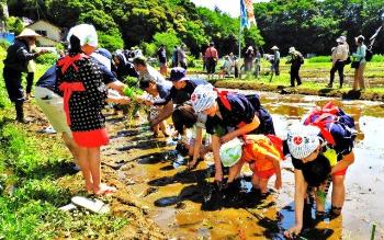 早乙女の衣装を着た参加者たちが1列になり田植えをおこなっている写真