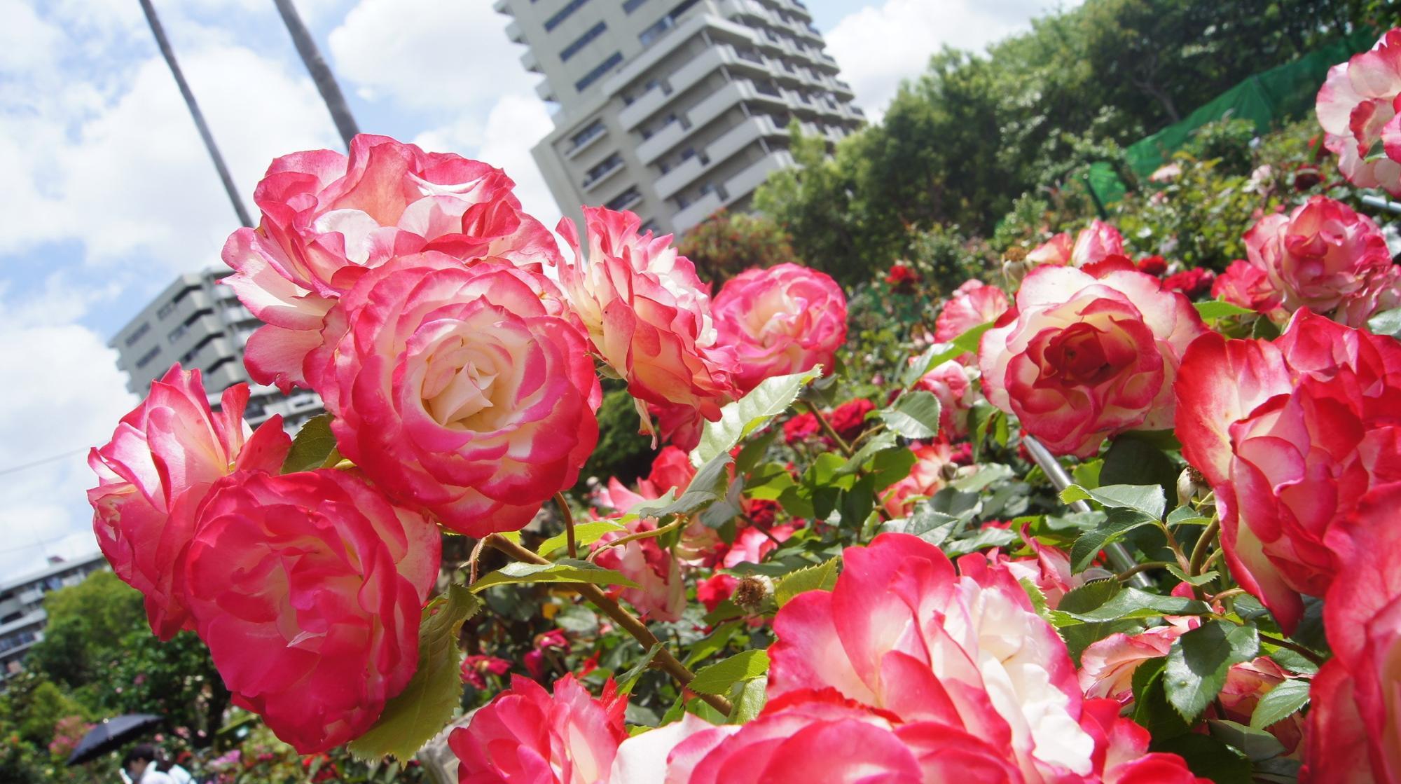 マンションを背景に咲く赤いバラ