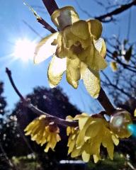 太陽の光で黄金色に輝いているロウバイの花の写真