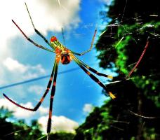 黒とオレンジ色の縦縞模様のある足の長い蜘蛛が巣を張っている写真
