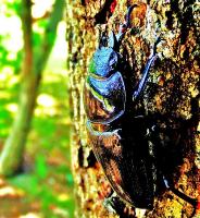 木を登る黒光りした鍬形虫（メス）の写真