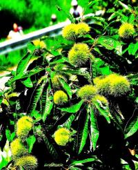 緑の葉と黄緑色のイガに包まれた栗の実がたわわに実っている写真