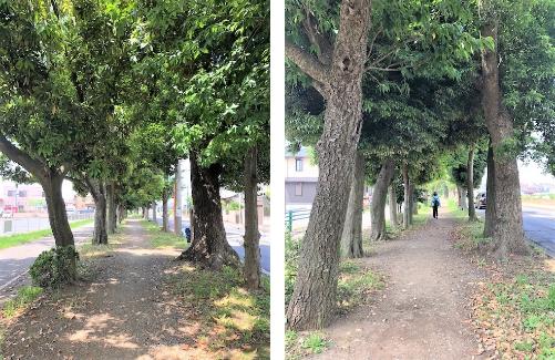 （左）青々とした木々が立ち並び、散歩道に青葉の茂った木立のかげができている様子の写真、（右）青々とした大きな木々が立ち並ぶ散歩道を歩いている1名の女性の後ろ姿の写真