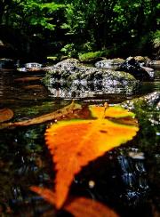 清流を流れる黄色い落ち葉に焦点をあて水面と同じ高さから写した写真