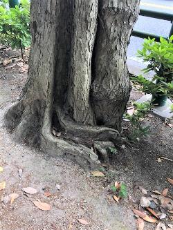 木の根元が龍の形をしているような樹木の写真