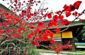 紅葉で赤く色づていいる樹木の奥に日本家屋が見えている写真