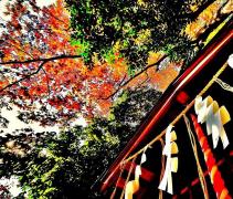 神社の境内を下から写し赤や黄色、緑色の木々の紅葉とのコントラストがきれいな写真