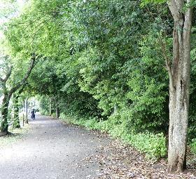 公園の外周の菊田遊歩道