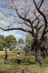 手前に大きな桜の木と子供たち、奥に遊具が見える写真
