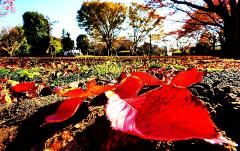 手前に真っ赤な落ち葉とその後ろにカラフルな落ち葉が広がる写真