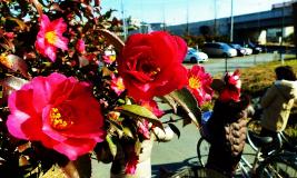 鮮やかに咲いている紅花のアップの写真