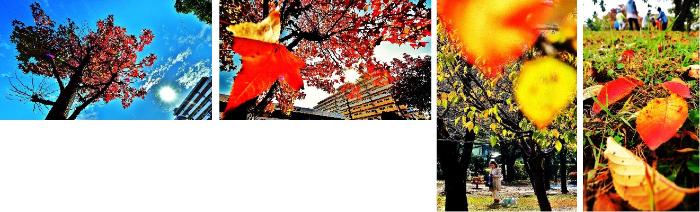 左：真っ赤に色づいたプラタナスの大樹を下から写した写真、中：赤く色づいたもみじの葉をアップで写した写真、中：黄金色に色づいた樹木の写真、右：赤く色づいた落ち葉をアップで写した写真