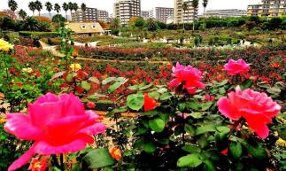 一面にきれいななバラが咲いている谷津バラ園の風景写真