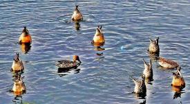左：干潟にカモの集団がくつろいでいる写真、中：鴨が首を曲げ毛づくろいをしている写真、右：カラスがカニをくわえている写真