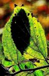 鳥の形に見える葉(ハシビロコウ)の写真
