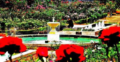 左：噴水の周りに咲く色とりどりのバラの写真、右：ピンクの一輪のバラの写真