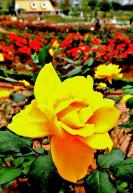 黄色いバラの写真