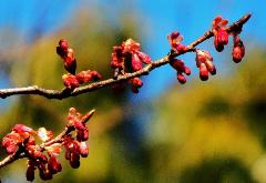 沢山の蕾がある寒緋桜の枝のアップの写真