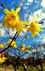 満開に咲いている黄色いロウバイのアップの写真