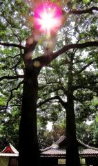 大原神社に立つ日差しを遮る大きな2本の木の写真