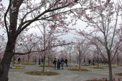 公園の敷地内にソメイヨシノの桜の木が沢山植えてある写真