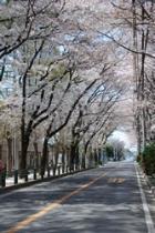 通りの両側に桜の木が植えられ、開花した桜並木が続いているハミングロードの写真