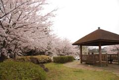 公園敷地内にある東屋の横に沢山の桜の木が満開に咲いている写真