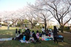 満開に咲く桜の木の下にシートを敷き花見をしている方々の写真