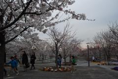 公園に点々と並ぶ桜の木の写真
