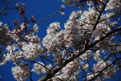 青い空のもと満開に咲いている桜のアップの写真