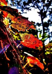 紅く色付いた木の葉の写真