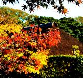 木の葉がオレンジ色や黄色に色づいた、実籾本郷公園の紅葉樹と緑樹の写真