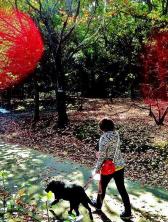 香澄公園で犬を連れて散歩を楽しむ人の写真