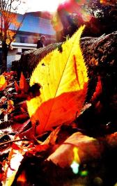 地面に落ちた黄色い枯葉が光を浴びて一部赤く見える写真