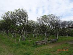 樹々の緑が深まっている梅林園の写真