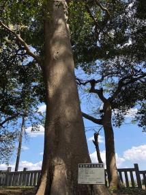 太く真っ直ぐに幹が伸びている名木百選に選ばれた樹木の写真