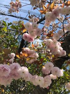 淡いピンク色の桜の花が満開に咲いている八重桜の写真