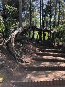 大きな木の幹がねじれて遊歩道に沿って伸びている、森の中の階段状になっている遊歩道の写真