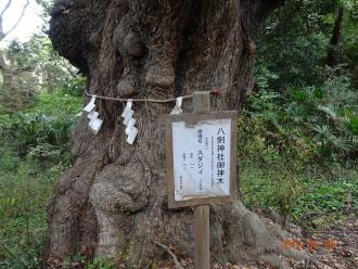 八剱神社御神木 スジダイの案内板と紙垂が巻かれた巨大なスジダイ樹木の写真
