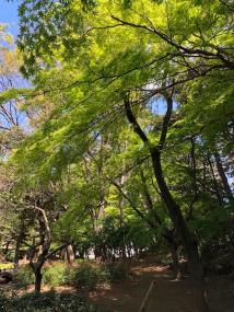 木々の枝が大きく広がり、黄緑色の葉に太陽の光があたってりる緑あふれる森林公園の写真