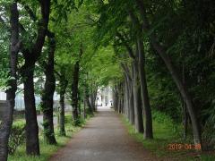 緑色の木々に囲まれた菊田遊歩道の写真